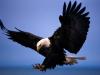 Retrato de Lonely_Eagle
