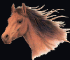 Retrato de cavalo selvagem